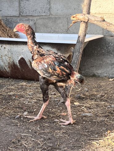 сколько стоит 1 кг домашних пельменей: Жожо короз сатылат 5-6 айлык