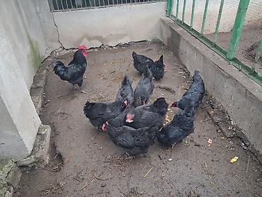 toyuq budu: Qara rəngdə cins avstrolop toyuqlardan yumurta satısı - Cins — 3