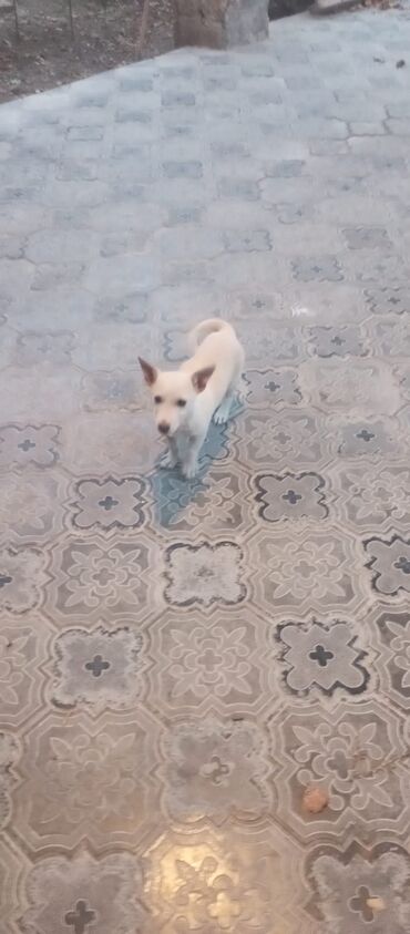 щенок в хорошие руки: Zvonok, 3 ay, Erkek, Cütləşmə üçün