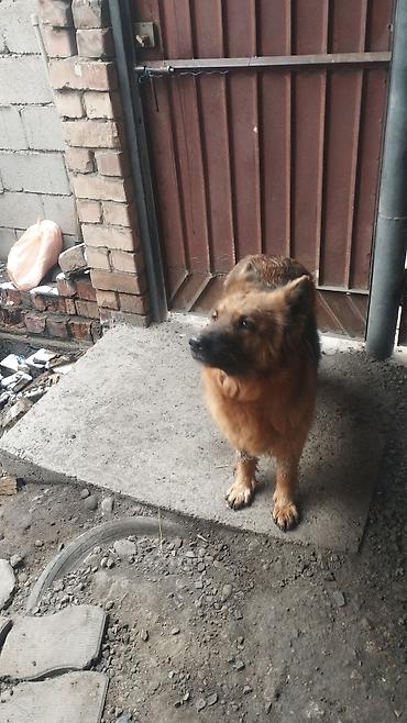 Продажа собак: Немецкая овчарка, 3 года, Самка, С прививкой — 5