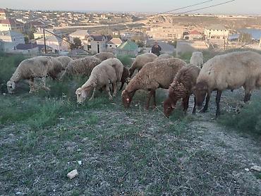 qoyun sortlari: Salam tam saglam heyvanlar satilir 23 qoyun 6 quzu 1 qoc obsiy 30 — 2