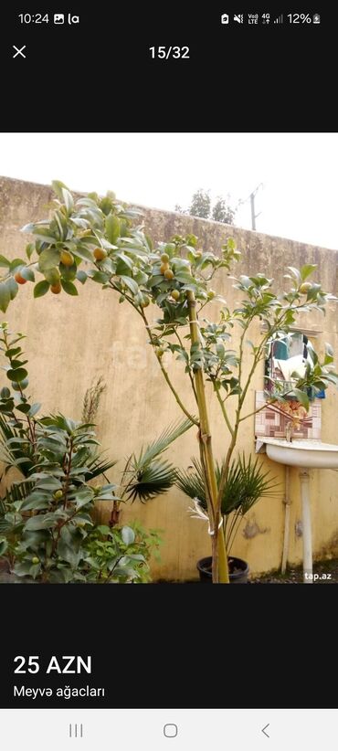 Tinglər: Müxtəlif dekorativ və meyvə ağaclarının tingləri. • Xurma-narıngi — 18