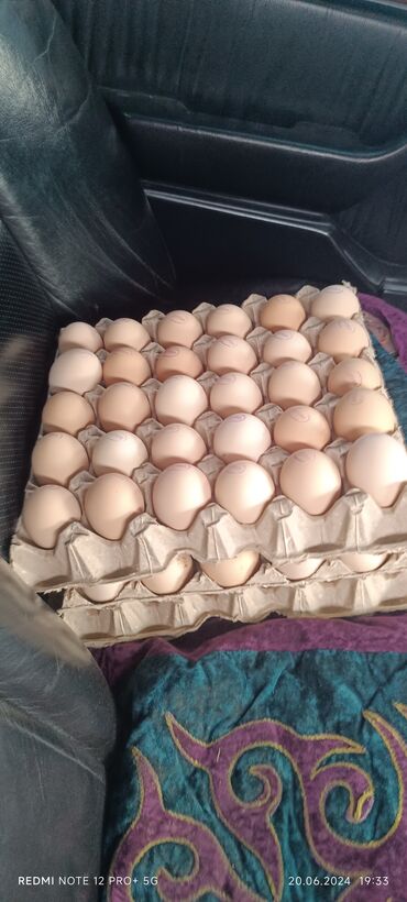 Молочные продукты и яйца: Жумуртка 260 с 1блок

Адрес Баткен ш
Бужун айылы