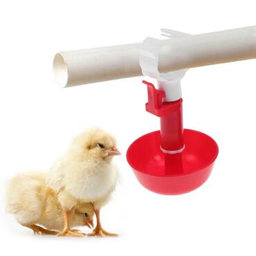 İnkubatorlar: İnkubator və ferma avadanlaqlari̇ inqubator yem qabi və su qabi -da lalafo.az — 13 İnkubatorlar: İnkubator və ferma avadanlaqlari̇ inqubator yem qabi və su qabi — 13