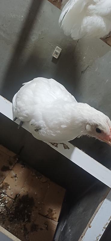 kend yumurta qiymeti: 5 ədəd ağ Australorp her şeyi verilibdir bidene peyvənd verilməyib — 3