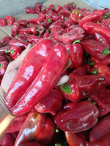 рыбы купить: Перец Сладкий, Оптом — 1