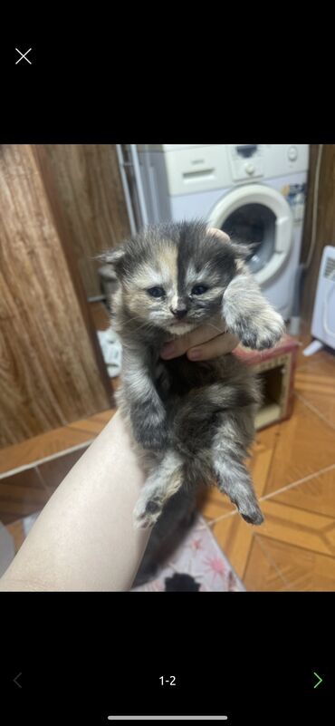 кот мальчик: Вислоухие котята девочки и один британец мальчик