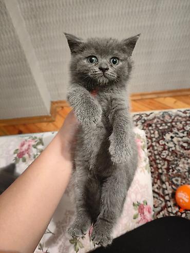 Pişiklər: Şotland — 8