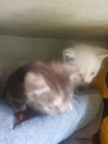 Продажа кошек: Котята с голубыми глазами - Помёт из нескольких котят: светлые — 8