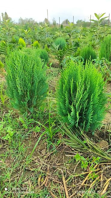Şitillər: Thuja (konik/qədim kiparis) şitili – qara polietilen torbada — 8