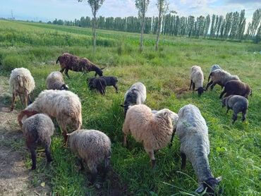 Бараны, овцы: Продаю | | Романовская