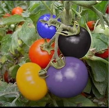 Томат: Семена помидор жёлтые красные. находится в Пригородном.( не для поля — 10