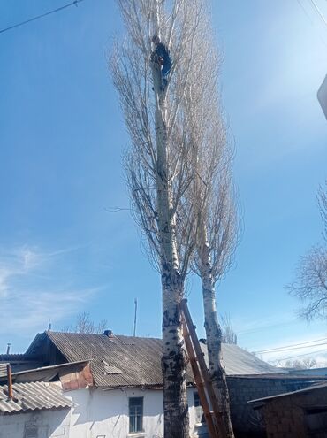 Спил деревьев, заготовка дров: Тынар гарантия 100%., спилю деревья,, любой сложности#1 _тынар супер — 8