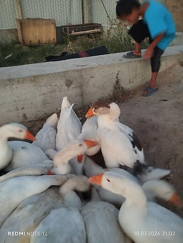ечки кой: Домашние гуси, белые (есть несколько пёстрых). Выращены на подворье на — 3