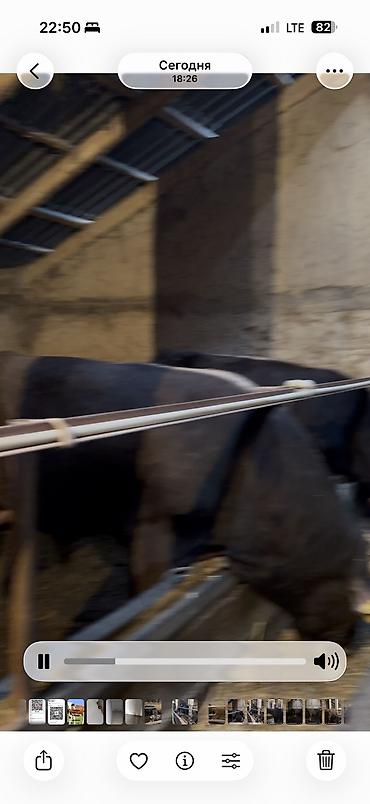 Коровы, быки: Продаю | Бык (самец) | Для разведения — 3