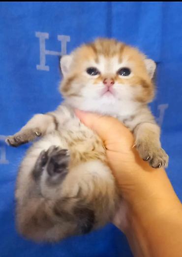 Pişiklər: Qızıl şinşilla, Erkək — 1