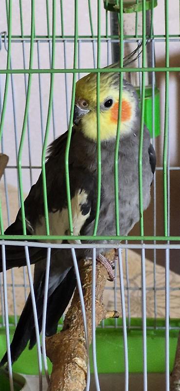 kanarya bulbulu: Nimfa (Cockatiel) papağanı – boz rəngli bədən, sarı baş və yanaqlarda — 1