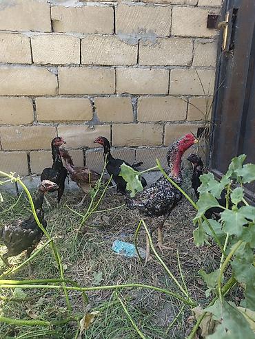 ördək balası və cücə: Bu heyvanların yumurtaları satılır.Cinsləri haqda məlumat — 2