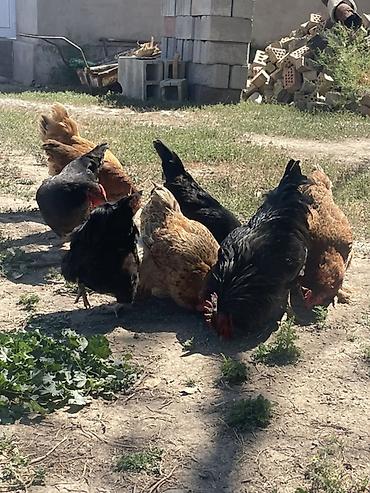 живые куры: Продаю | Куры | Домашняя | Для разведения — 2