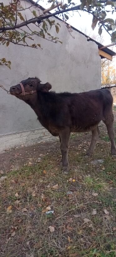 домики для котов: Продаю | Тёлка | Полукровка | На откорм | Привязанные