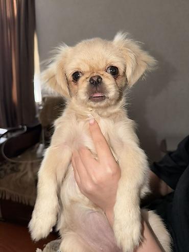 it balasi type 0: Pekines, 3 ay, Dişi — 3