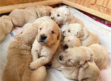 İtlər: Labrador-retriver, 1 ay, Erkek — 21