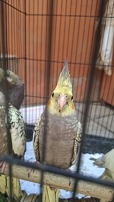korella qus: Nimfa (Cockatiel) tutuquşu - Növ: Nimfa (Nymphicus hollandicus) – — 8