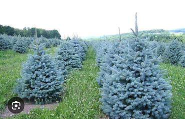 Другие фруктовые и ягодные растения: Плодово-ягодный питомник — саженцы всех видов. Большой выбор — 13