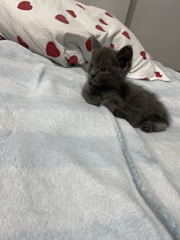 сколько стоит вислоухий котенок: Очаровательный серый котёнок с бархатной шерсткой и янтарными