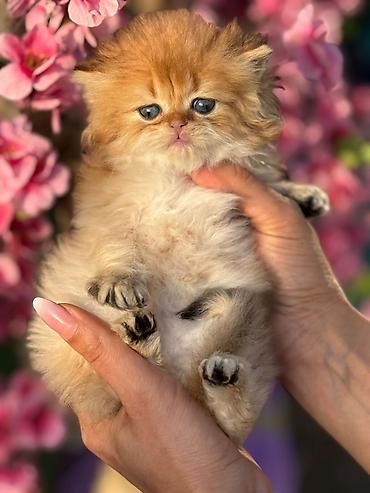 Pişiklər: Fars — 4