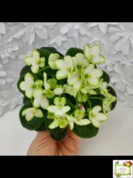 чуйкова исанова: В продаже детки сортовых мини и полумини сортов фиалок 🌺🌿🌺. Нахожусь в