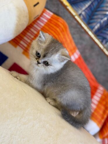 Pişiklər: Şotland yastı qulaq, Erkək, Dişi, Yaxşı əllərə, Ünvandan götürmə, Pulsuz çatdırılma, Ödənişli çatdırılma — 232