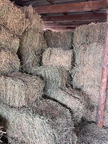 Корма для с/х животных: Сено в тюках - Прессованное сено в прямоугольных тюках, аккуратная — 7