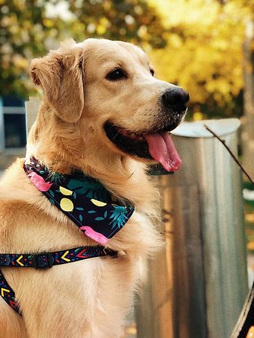 it adi: Retriever, 8 il, Erkək, Peyvəndli, Ünvandan götürmə — 2