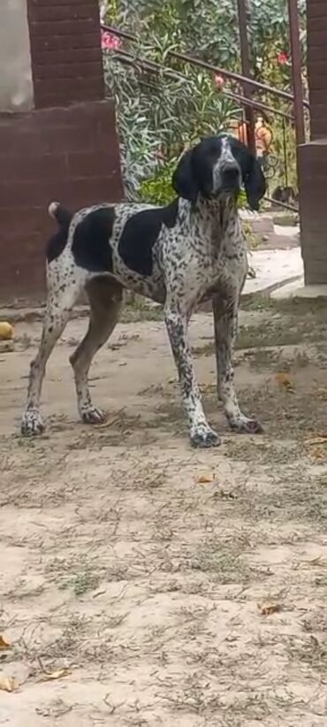 продаю охотничий собаку курцхар: Курцхаар, 1 год, Самец, С прививкой