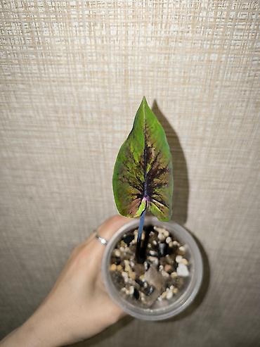 тайское созвездие: В наличии Каладиумы (Caladium) с Тайланда. Яркие расцветки — 8