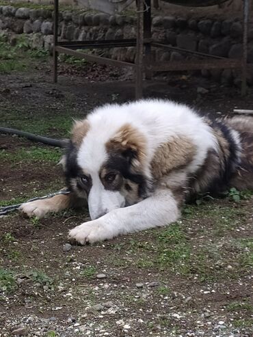 qafqaz çoban iti: Qafqaz cobani qafqaz afcarkasi yeni diwdi erkey axdaram cute vurmaqa