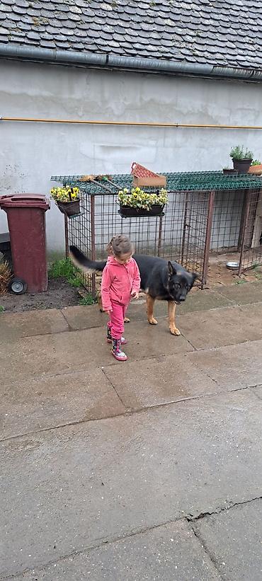 Psi: ❗ IZGUBLJEN PAS – DON ❗ 🙏 MOLIMO ZA POMOĆ I DELJENJE 🙏 Don je nestao i — 9