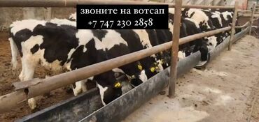 ургаачы козу: Продаю | Корова (самка), Бык (самец), Тёлка | Ангус, Герефорд, Голштин | На откорм, На забой, Для разведения | Нетель