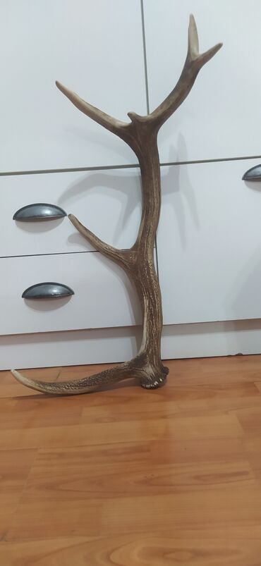 tek yatag: Təbii maral buynuzu - Material: təbii maral buynuzu, sərt və sıx