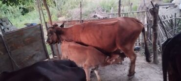 Atlar: Dişi, il: 5, 250 kq, Damazlıq, Südlük, Ünvandan götürmə