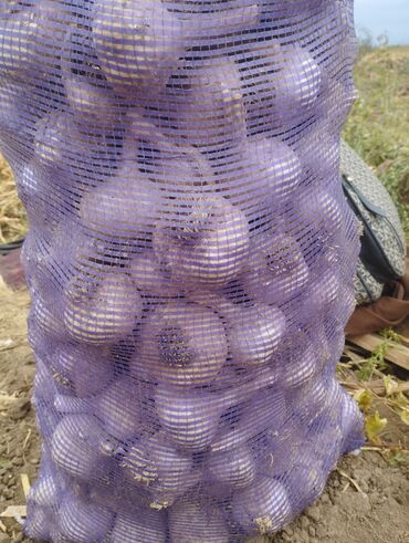 Чеснок: Чеснок Самовывоз — 6