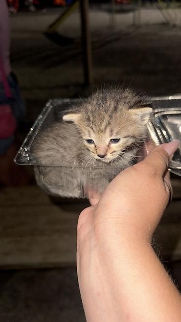 свинкс кошка: Срочно нашла котенка ищу ему передержку ему около 2 недель оставить — 1