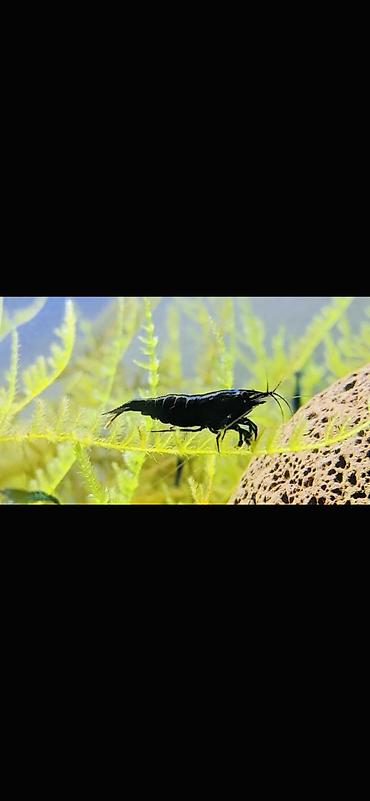 Akvarium aksesuar və ləvazimatları: Akvaryum üçün dekorativ krivetqa – rəngli Neocaridina növləri. 10 — 6