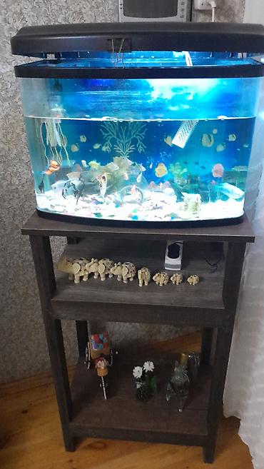 akvarium daslari: 25 eded bahalı balıq.akvarium.şkafı.su — 3