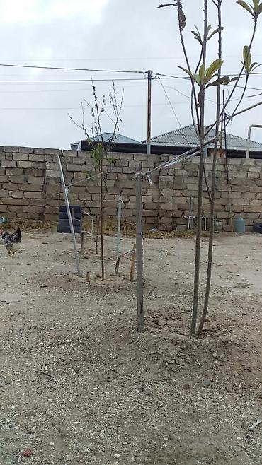 ev ilanı: 70 kv. m, 2 otaqlı — 5