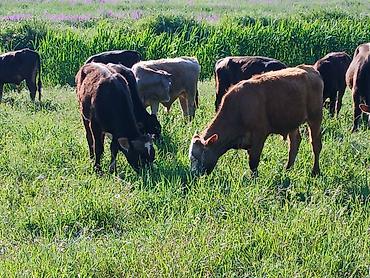 Коровы, быки: Продаю | Бык (самец) | На откорм — 12