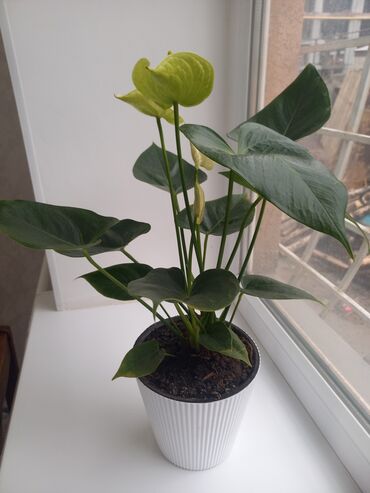 гортензии цена бишкек: Продаётся цветок женское счастье. цена 1800 сом