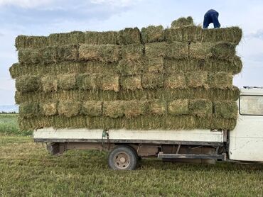 Зерновые культуры: Беде Беде Беде Клевер Клевер доставка укладка эсть. туки метровые — 9