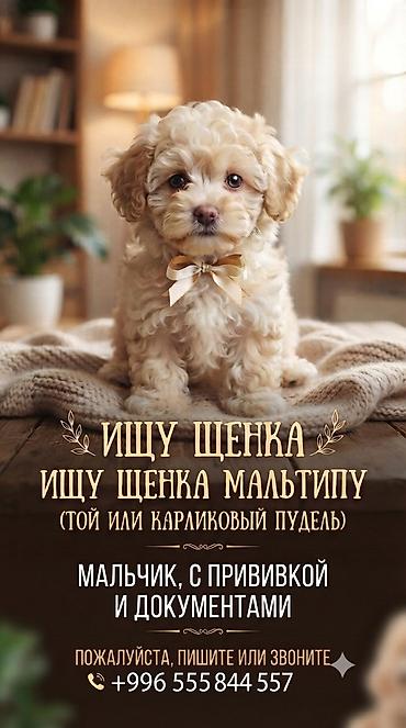 мальтипу: Ищу щенка мальтипу. Привитый и с документами.Растичитаю на — 1